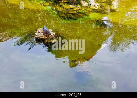 Jagd Green Heron (Butorides Virescens) - Peninsula de Zapata Nationalpark/Zapata Sumpf, Kuba Stockfoto