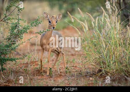 Kirks dik-dik (Madoqua kirkii) in Namibia Stockfoto