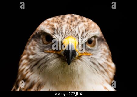 Eisenhaltiger Falke (Buteo Regalis) Stockfoto