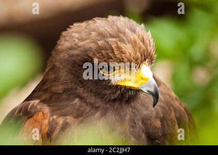 Harris's Hawk oder Harris Hawk (Parabuteo unicinctus) Stockfoto