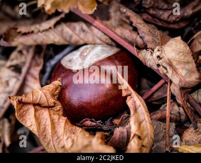 Kastanien im Herbst liegen auf dem Waldboden, Blick auf Kastanien, Baum Stockfoto