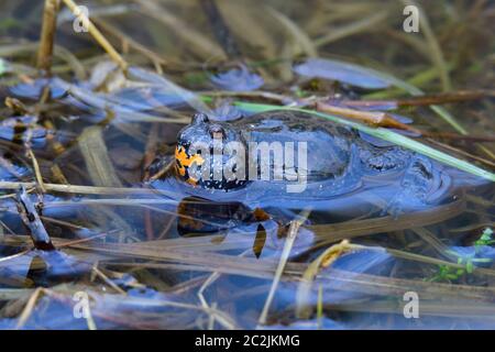 Europäische Feuerbauchkröte in einem Teich im Frühjahr Stockfoto