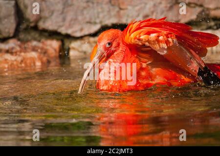 Scarlet Ibis (Eudocimus Ruber) Stockfoto