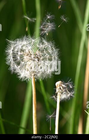 Mit dem Elandelionwind streuen Samen auf einem Hintergrund von grünem Gras Nahaufnahme Stockfoto