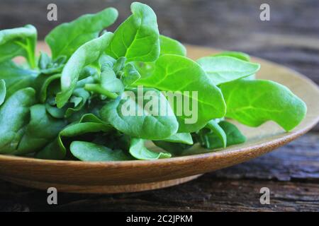 Tetragonia tetragonioides, neuseeländischer Spinat auf Holzhintergrund. Stockfoto