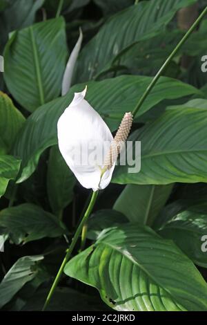 Weiß Frieden Lilie Blume, Spathiphyllum wallisii Vielzahl Clevelandii mit einem offenen Blüte und dunklen Blätter im Hintergrund. Stockfoto