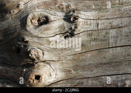 Baumstamm ohne Rinde zeigt eine schöne Textur mit Äste, Risse und zum Zerfall für die Tierwelt mit vielen Insekten, Käfer links, Ausfahrt Löcher. Stockfoto