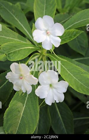 Die drei weißen arme Mann Rhododendron, Impatiens sodenii, Blumen auf einem dunklen Hintergrund mit Blättern. Stockfoto