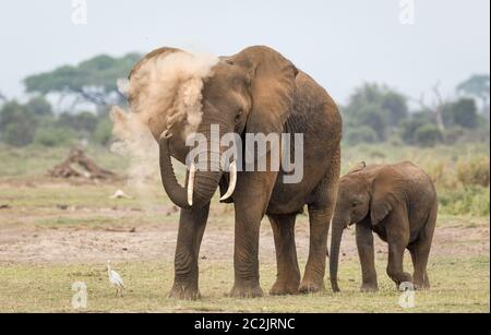 Eine Erwachsene Elefantenstaubdame, die mit ihrem kleinen Elefantenbaby, der hinter beiden in Amboseli Kenia mit orangefarbenem Boden bedeckt steht, baden muss Stockfoto