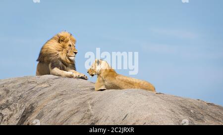 König der Löwen mit einer schönen Mähne und seiner Löwin auf einem riesigen Felsen mit blauem Himmel im Hintergrund an einem sonnigen Nachmittag in der Serengeti Tansania liegen Stockfoto