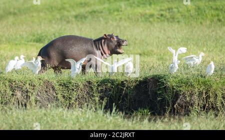 Ein süßes Baby-Nilpferd, das am Fluss entlang läuft und Reiher mit offenem Mund im Ngorongoro Krater Tansania belästigt Stockfoto