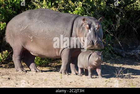 Ganzkörpervergleich zwischen Mutter und neugeborenem Baby Nilpferd, das im Chobe National Park Botswana aus dem Wasser steht Stockfoto