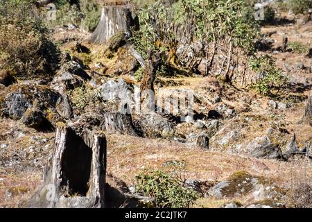 Brennen von baumstümpfen von einem Feuer verbrannt Wald mit Bäumen schnitt unten nach einer wilden Wald Feuer. Naturkatastrophe. Bilder von Amazonas Regenwald Waldbrände in 201 Stockfoto