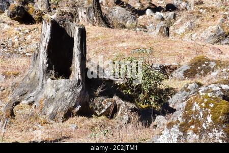 Brennen von baumstümpfen von einem Feuer verbrannt Wald mit Bäumen schnitt unten nach einer wilden Wald Feuer. Naturkatastrophe. Bilder von Amazonas Regenwald Waldbrände in 201 Stockfoto