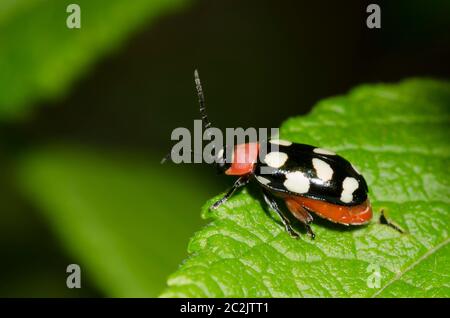 Flea-Käfer mit acht Punkten, Omophoita cyanipennis Stockfoto