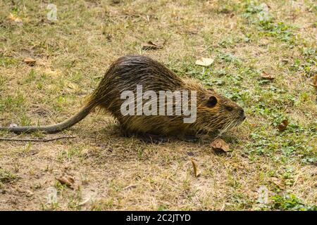 Nutria am Fluss Stockfoto