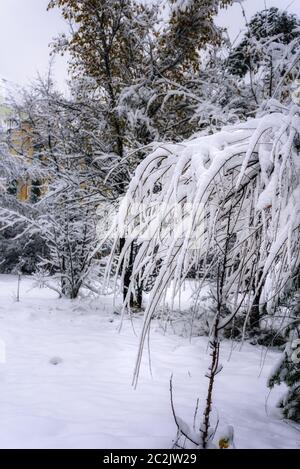 Bäume im Winterpark, gebogen unter dem Gewicht von Schneestästen Stockfoto