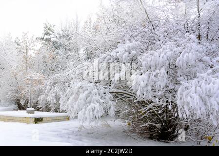 Bäume im Winterpark, gebogen unter dem Gewicht von Schneestästen Stockfoto