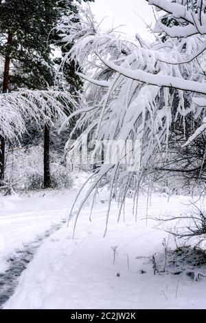 Bäume im Winterpark, gebogen unter dem Gewicht von Schneestästen Stockfoto