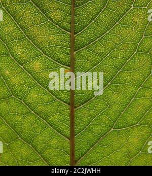 Vollformat Nahaufnahme eines grünen Herbstblattes mit Adern und Zellen Stockfoto
