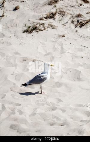 Eine Möwe am Strand gehört zum Urlaub Stockfoto