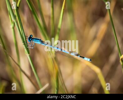 Eine azurblaue Fliege sitzt auf einem Grashalm Stockfoto