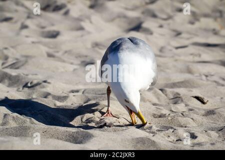 Eine Möwe am Strand gehört zum Urlaub Stockfoto