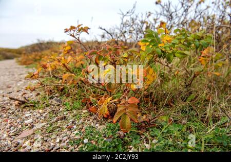 Herbst Farben Stockfoto