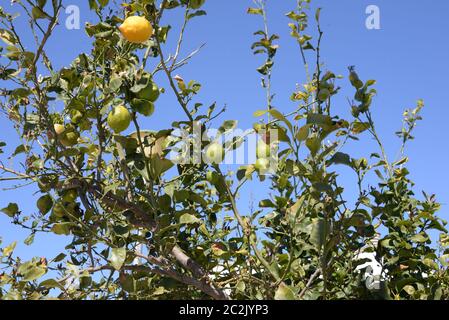 Gelbe Zitronen am Zitronenbaum auf der baleareninsel mallorca, spanien Stockfoto