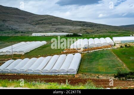 Reihen von Tomatenpflanzen wächst innerhalb der industriellen Treibhausgasemissionen. Die industrielle Landwirtschaft. Stockfoto