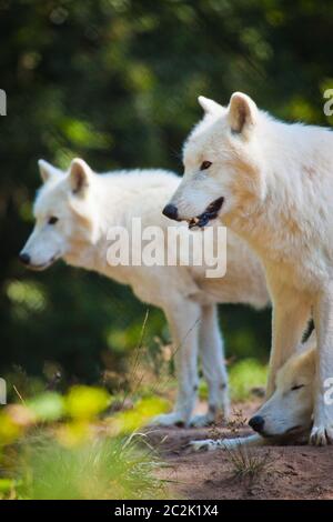 Polarwolf (Canis Lupus Arctos) Stockfoto