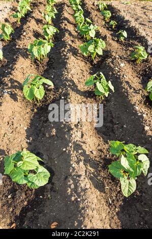 Frische junge Saitenbohnenpflanzen auf einem sonnigen Gemüsegarten Stockfoto