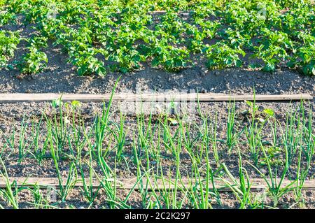 Frische junge Schalotten und Kartoffelpflanzen auf einem sonnigen Gemüsegarten Stockfoto