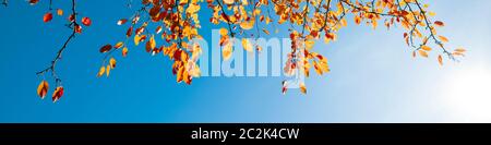 Mehrfarbige Herbstblätter auf blauem Himmel Hintergrund Stockfoto