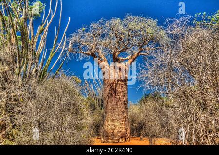 Landschaft mit Adansonia rubrostipa aka fony baobab Baum in Reniala Reserve, Toliara, Madagaskar Stockfoto