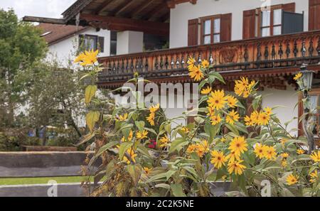 Augensonnenblume (Helianthus atrorubens) im Garten, Bayern, Deutschland, September Stockfoto