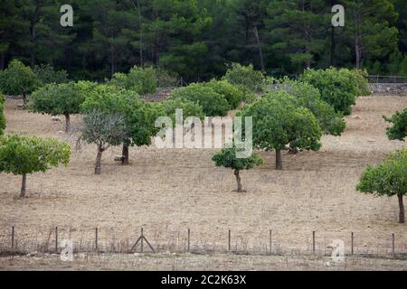 Schaf stehend Stockfoto