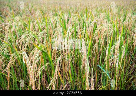 Nahaufnahme des Reisohrs im Reisfeld Stockfoto