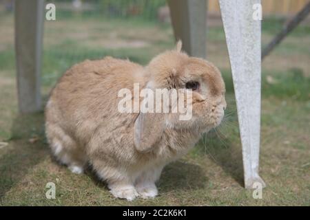 Sehr niedlichen sandigen Zwerg lop Haustier Kaninchen erkundet Gartenmöbel im Freien in strahlendem Sonnenschein, auf kurzem Gras in Stift. Sommer Tag und große braune Augen. Stockfoto