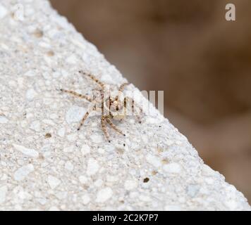 Weibliche Menemerus semilimbatus jumping Spider in Andalusien. Stockfoto