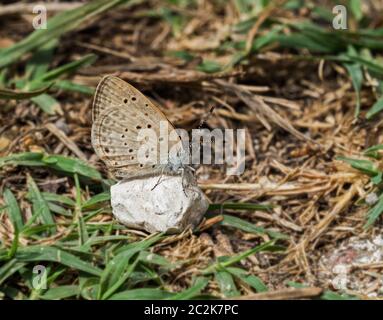 Kleine afrikanische Gras oder Rußigen Blauer Schmetterling im September in Andalusien. Stockfoto