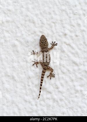 Junge Mediterranes Haus Gecko an der Wand in Tarifa, Andalusien. Stockfoto