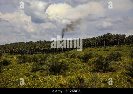 Eine Palmöl-Plantage und Extraktionsmühle in der Provinz Nord-Sumatra, Indonesien. © Reynold Sumayku Stockfoto