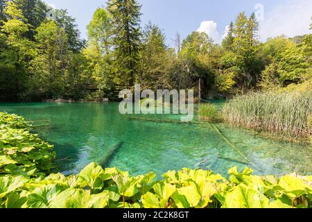 Nationalpark Plitvicer Seen, ein Wunder der Natur, Kroatien Stockfoto