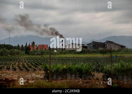 Eine Palmöl-Extraktionsmühle, Ölpalmengarten und Plantage in der Provinz Nord-Sumatra, Indonesien. Stockfoto