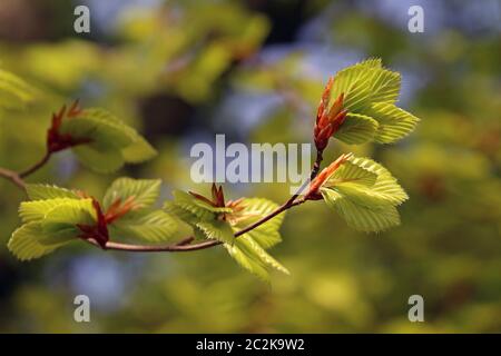 Junger Zweig der Rotbuche Fagus sylvatica Stockfoto