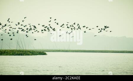 Herde von Kormoran Shag Vögel fliegen über See im Winter. Wandernde Wasservögel fliegen auf dem Weg zurück zu ihren Nistplätzen, der Tag zu Ende in E Stockfoto