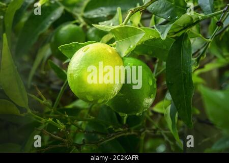 Limes Reifung auf einem Zweig, von Grün umgeben, mit Wassertropfen Stockfoto