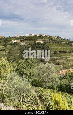 Hügel mit Weinbergen in Portugal bedeckt Stockfoto