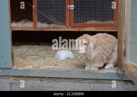 Näher in, kleine hellbraune, beige oder sandige Zwerg niederlande lop Ohr Haustier Kaninchen schaut aus Hutch innerhalb eines Schuppen. Teal und orange Farben Hutch. Stockfoto